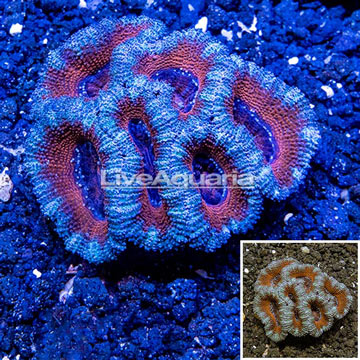 Acan Lord Coral Australia