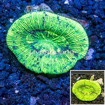 Open Brain Coral Australia