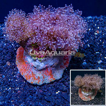 Frogspawn Coral Indonesia