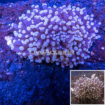  Torch Coral Australia