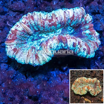 Open Brain Coral Vietnam 