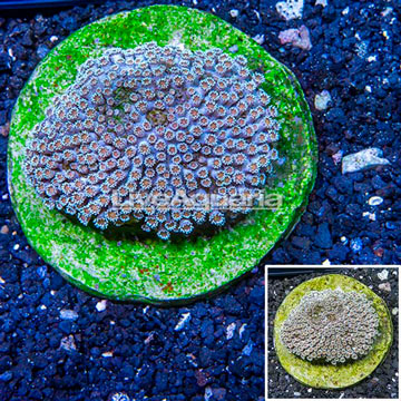 Goniopora Coral Indonesia