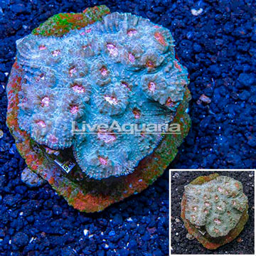 Ultra Chalice Coral Indonesia