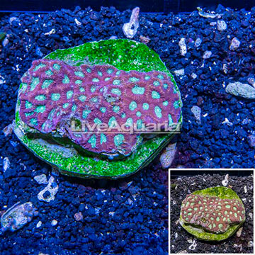 Favites Coral Indonesia