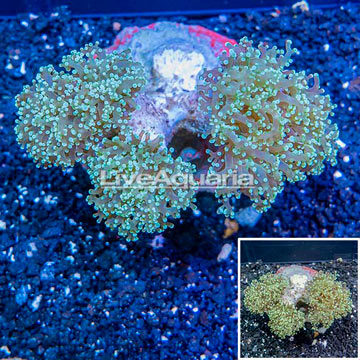 Frogspawn Coral Indonesia