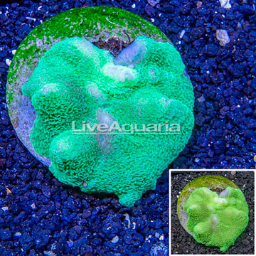 Rhodactis Mushroom Rock Indonesia