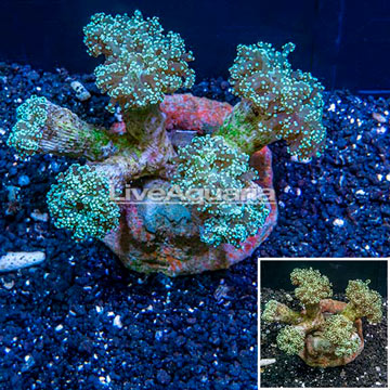 Frogspawn Coral Indonesia