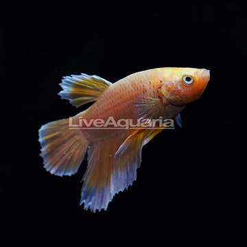 24K Gold HMPK Betta, Male