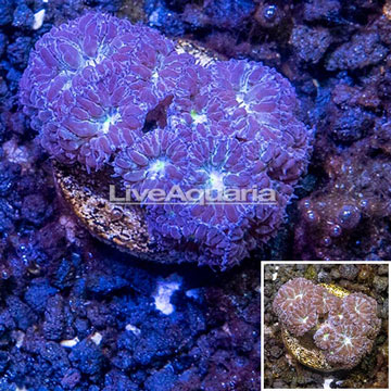  Blastomussa Coral Australia