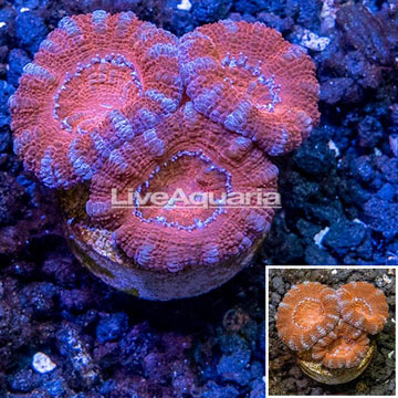 Acan Lord Coral Aquacultured