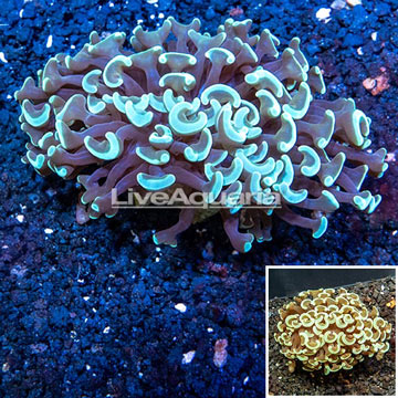 Hammer Coral Australia