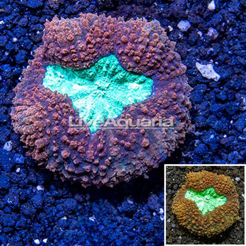 Lobed Brain Coral Australia 