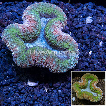 Lobed Brain Coral Australia 