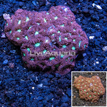 Blastomussa Merletti Coral Australia 