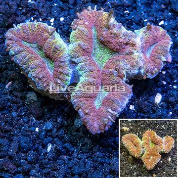 Lobed Brain Coral Australia 