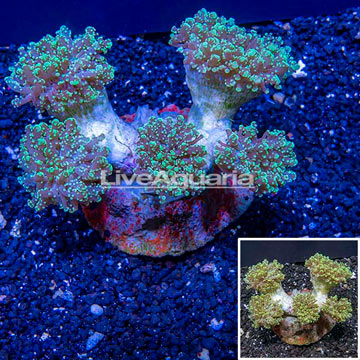 Frogspawn Coral Indonesia