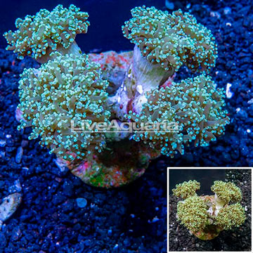 Frogspawn Coral Indonesia