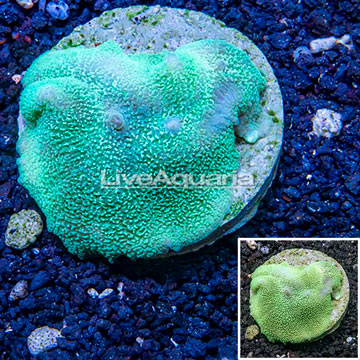 Rhodactis Mushroom Coral Indonesia