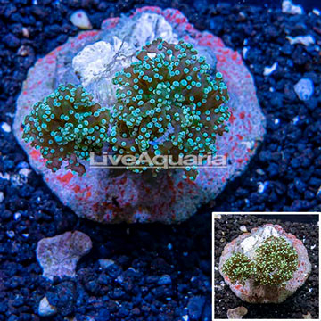 Frogspawn Coral Indonesia
