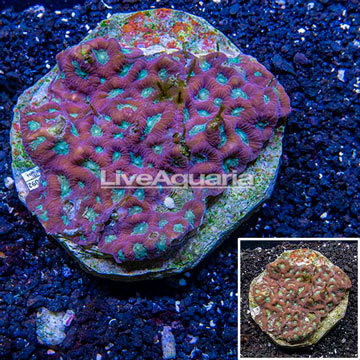 Favites Coral Indonesia
