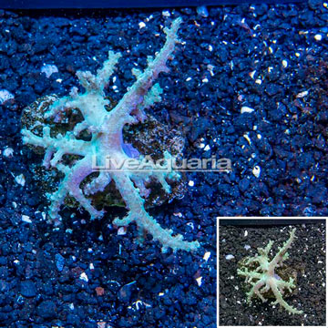 Sinularia Leather Coral Vietnam