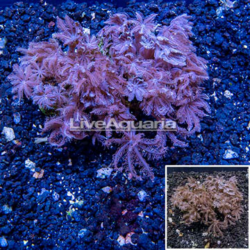 Waving Hand Coral Vietnam