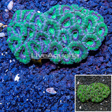 Acan Lord Coral Australia