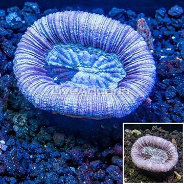 Open Brain Coral Australia