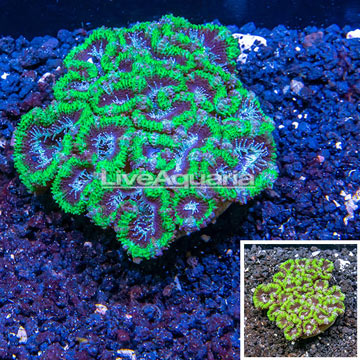 Acan Lord Coral Australia