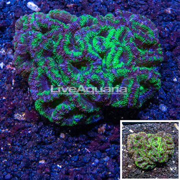 Acan Lord Coral Australia