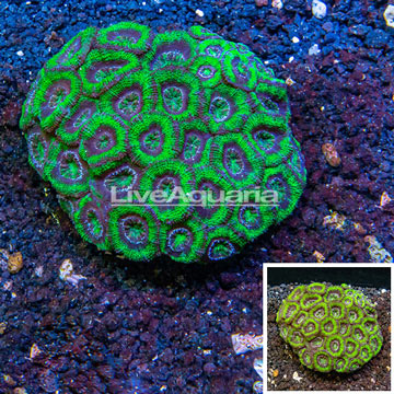 Acan Lord Coral Australia