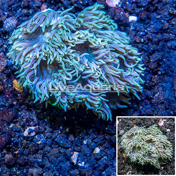 LiveAquaria® Cultured Ultra Duncan Coral