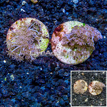 LiveAquaria® Two Pack Cultured Xenia Coral