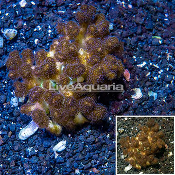 LiveAquaria® XL Cultured Stylophora Coral