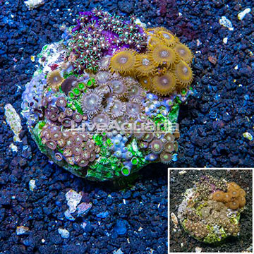 Zoanthus Coral Indonesia