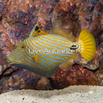 Undulated Triggerfish
