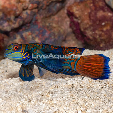 Green Mandarin, Male