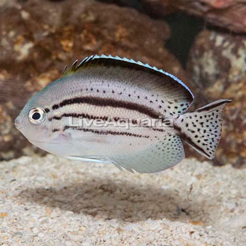 Lamarck Angelfish