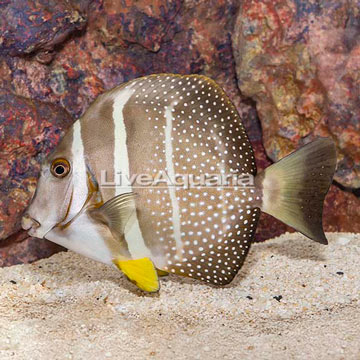 Mustard Guttatus Tang
