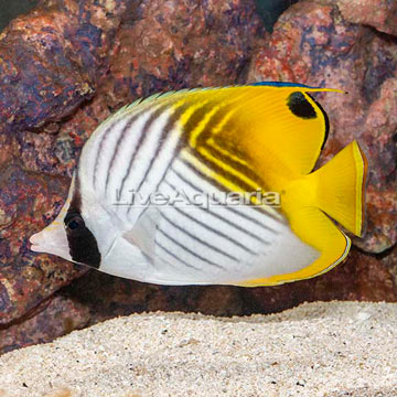 Auriga Butterflyfish