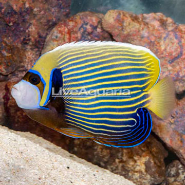 Emperor Angelfish
