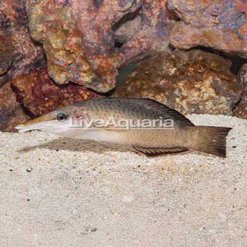 Bird Wrasse
