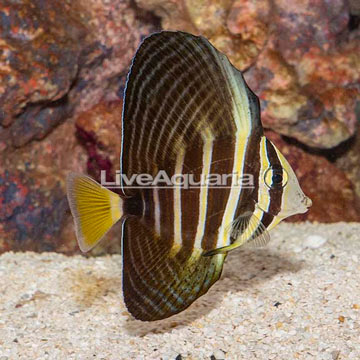 Sailfin Tang