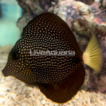 Gem Tang