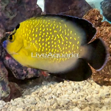 Goldflake Angelfish