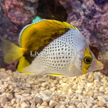 Declivis Butterflyfish