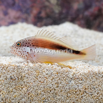 Freckle Face Hawkfish