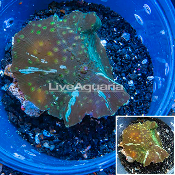 Mushroom Coral Tonga