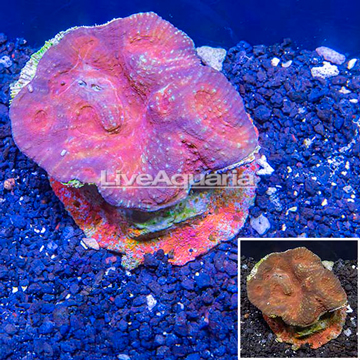 Ultra Australomussa Coral Indonesia