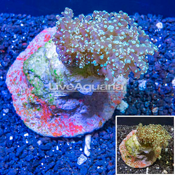 Frogspawn Coral Indonesia